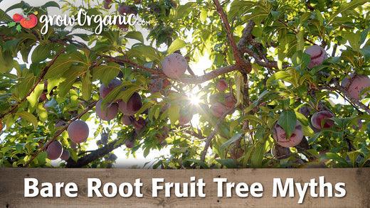 Bare Root Fruit Tree Myths - Grow Organic