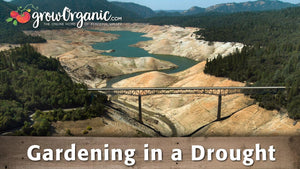 Gardening in a Drought