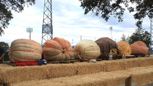 10 Steps for Growing a Gigantic Pumpkin