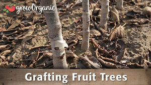 Grafting Fruit Trees with Dave Wilson Nursery