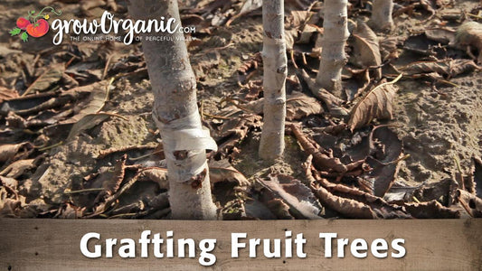 Grafting Fruit Trees with Dave Wilson Nursery - Grow Organic