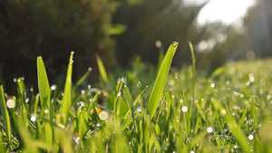 Creating a Waterwise, Chemical-Free, Organic Lawn