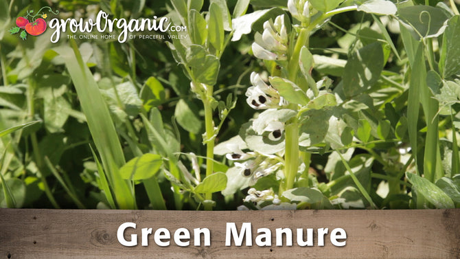 green manure cover crop seeds