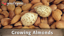 almond growing video
