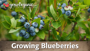 Planting & Growing Blueberries