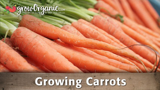 Growing Carrots - Grow Organic