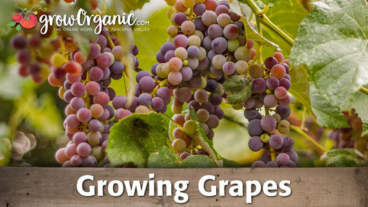 How to Grow Grapes - Grow Organic