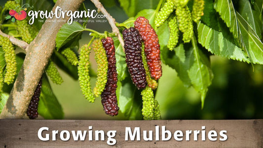 Growing Mulberries - Grow Organic