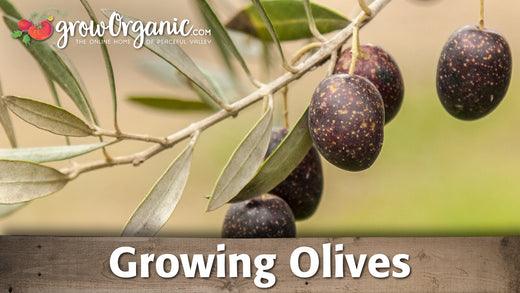 How to Grow Olives - Grow Organic