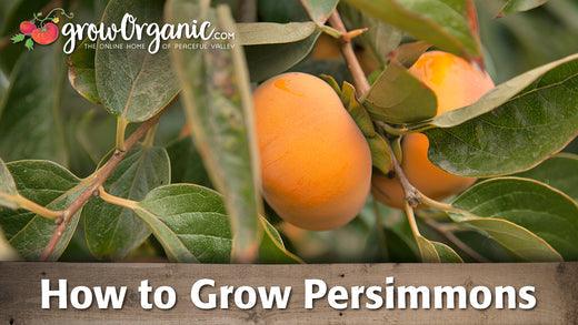 Growing Persimmons - Grow Organic