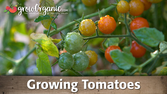 growing tomato from seed or starts