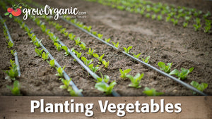 How to Plant Vegetable Starts