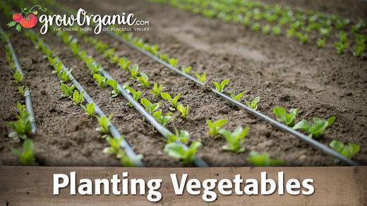 How to Plant Vegetable Starts - Grow Organic