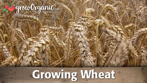 How to Grow Cereal Grains at Home