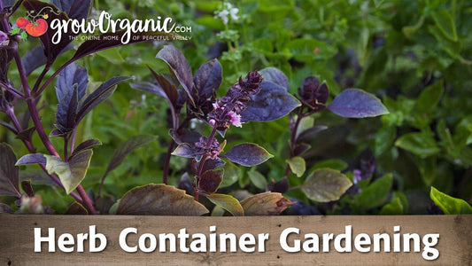Growing Herbs in Containers - Grow Organic