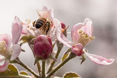 Meet the 3 Kinds of Honey Bees in a Hive - Grow Organic