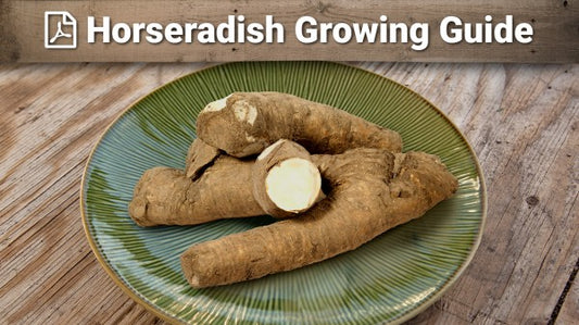 Horseradish growing guide