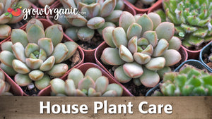 House Plant Care
