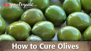How to Cure Olives