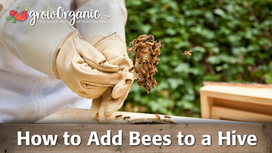 Beekeeping for Beginners: Adding Bees to Your Hive - Grow Organic