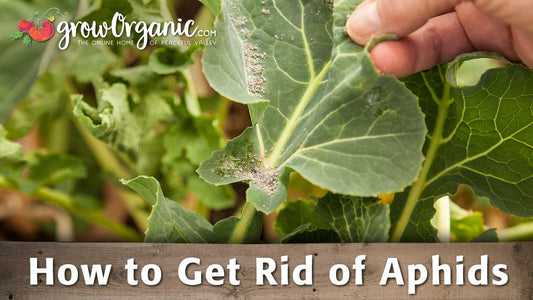 Getting Rid of Aphids - Grow Organic