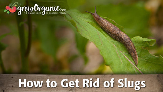 How to Get Rid of Slugs - Grow Organic