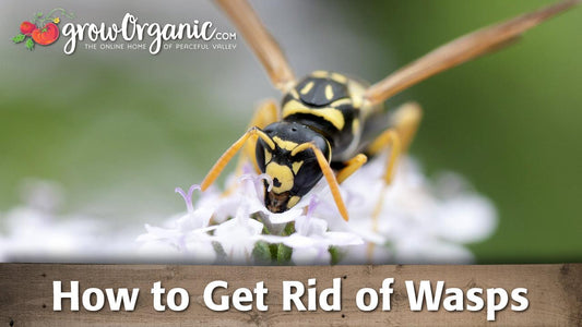 How to Get Rid of Wasps - Grow Organic