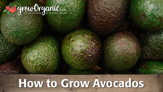 How to Grow Avocados - Grow Organic