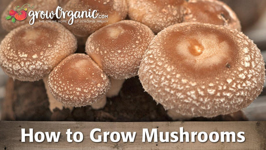 How to Grow Mushrooms Indoors - Grow Organic