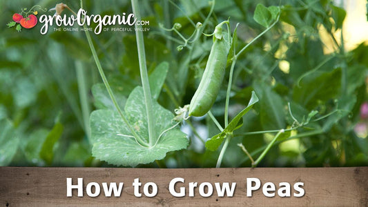 How to Grow Peas - Grow Organic