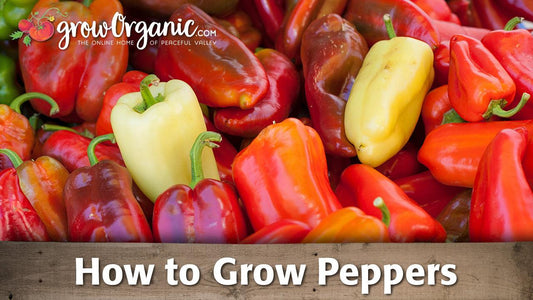 How to Grow Peppers - Grow Organic