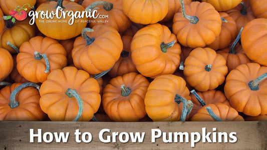 How to Grow Pumpkins - Grow Organic