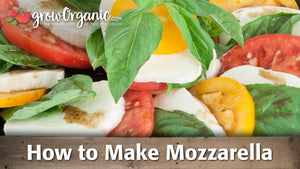 How to Make Mozzarella Cheese