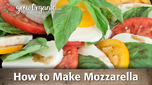 How to Make Mozzarella Cheese - Grow Organic