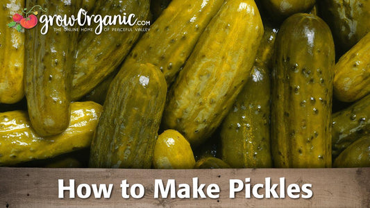 How to Make Dill Pickles - Grow Organic