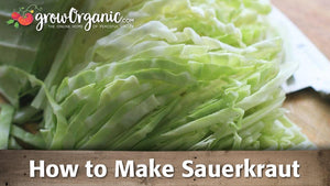 How to Make Sauerkraut