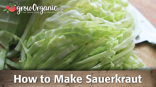 How to Make Sauerkraut - Grow Organic