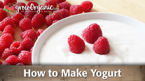 How to Make Yogurt