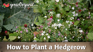 How to Plant a Hedgerow