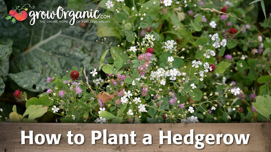 How to Plant a Hedgerow - Grow Organic