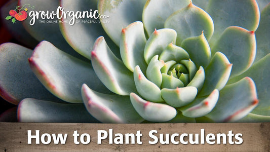 Growing Succulents - Grow Organic