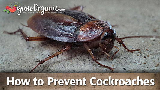 How to Control & Prevent Cockroaches in Your Home Without Harsh Chemicals - Grow Organic
