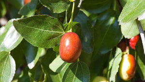 Growing Jujube Trees and How to Use the Fruit