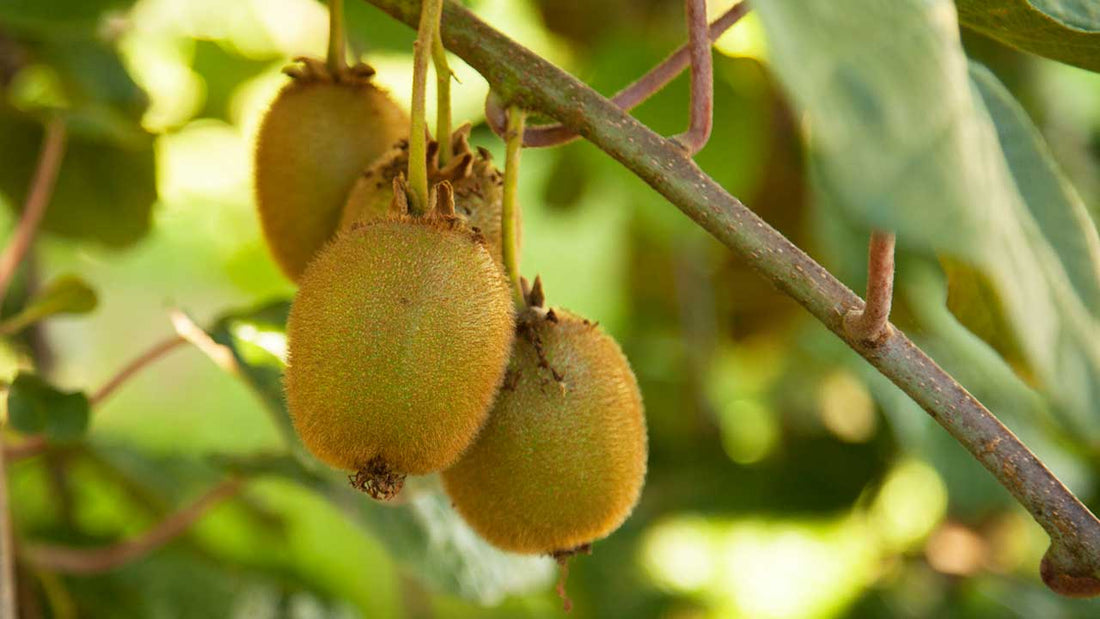 kiwi fruits