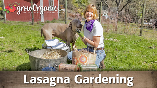 lasagna gardening video