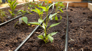 6 Tips for Growing Great Peppers