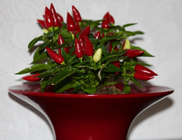 Growing Pepper Plants Indoors: What Gardeners Should Know  Grow Organic