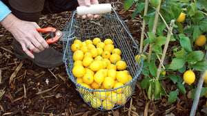 How to Grow Meyer Lemons and Other Citrus Trees in Containers