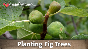 Planting a Potted Fig Tree