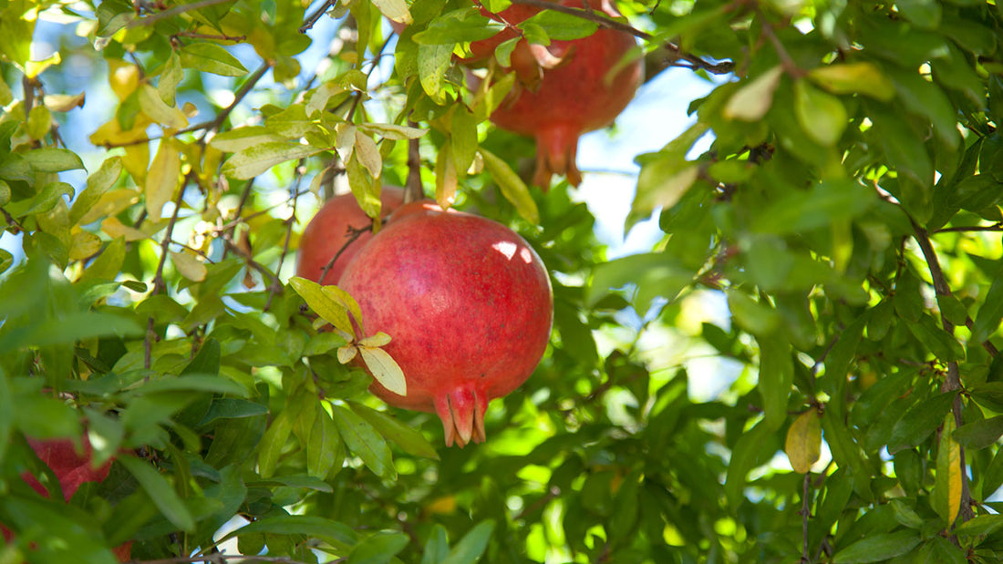 How to Grow a Pomegranate Tree √ Pomegranate Tree for Sale